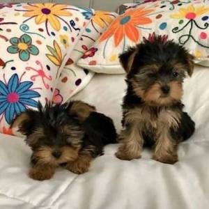 ggghhj Yorkie wasap 633207549