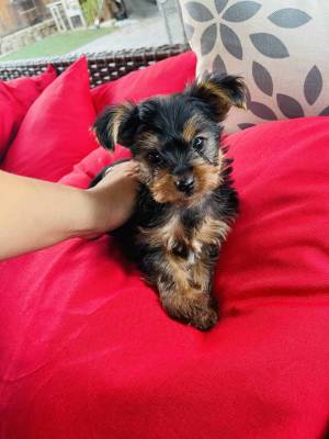 qqqttuio Yorkie wasap 633207549
