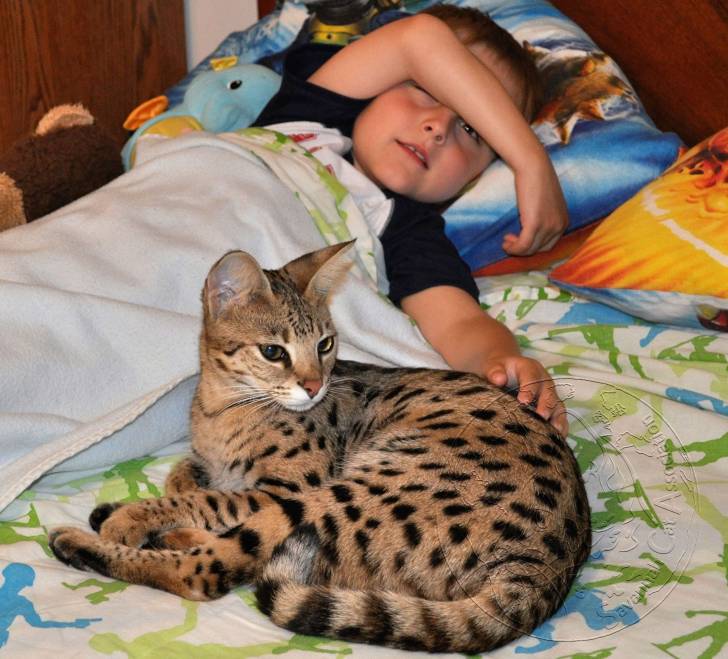 Regalo Hermosos Gatitos Savannah  .;ll,l,,xv,g