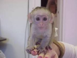 Regalo Monos Capuchinos  .;l,kl,.;x.jj