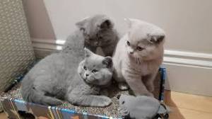 GATITOS DE BRITÁNICO CABELLO CORTO,.//