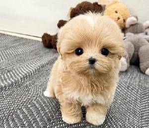 Encantadores Regalos cachorros de Caniches Toy3