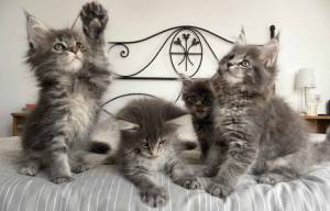 ,,,.IMPRESIONANTES GATITOS MAINE COON PARA ADOPCION