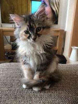 vvvb , IMPRESIONANTES GATITOS MAINE COON PARA ADOPCION