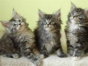 vvv,ii  IMPRESIONANTES GATITOS MAINE COON PARA ADOPCION