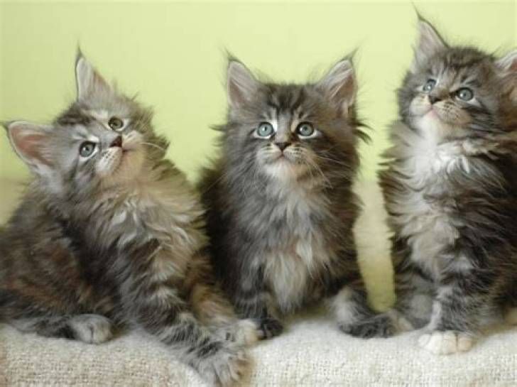 IMPRESIONANTES xc,GATITOS MAINE COON PARA ADOPCION