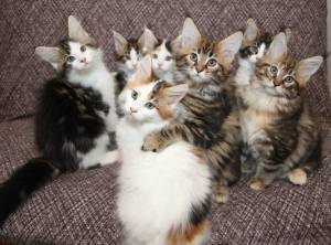 IMPRESIONANTES /,i GATITOS MAINE COON PARA ADOPCION