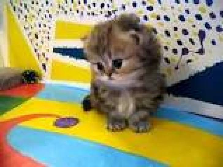 Dos A!!, preciosas gatitos Persa para regalo