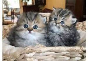 Dos preciosas gatitos !!!!./ Persa para regalo