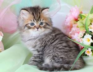 Dos preciosas gatitos Persa para regalo li;;´