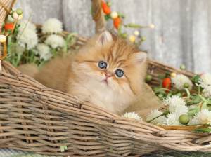 !!!n,´ Dos preciosas gatitos Persa para regalo