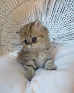 wwv, Dos preciosas gatitos Persa para regalo