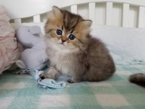 Dos preciosas gatitos Persa para regalo vv,k.