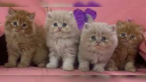 ,v,./ Dos preciosas gatitos Persa para regalo