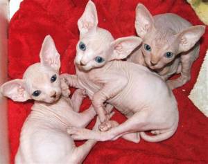 Sphynx ,2  macho y hembra brillante para REGALO