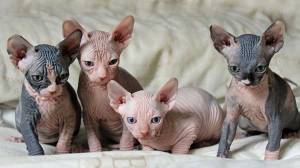 Sphynx x,..,  macho y hembra brillante para REGALO