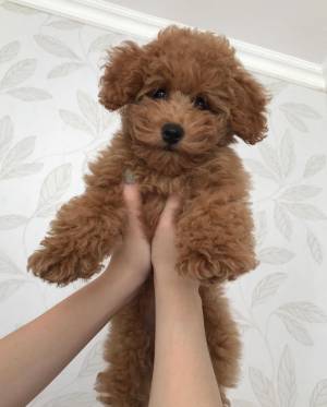 CANICHE TOY whatsapp +34 664 67 85 88