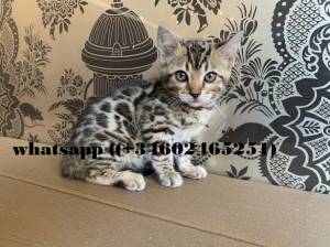 KUYGATITOS BENGALA(BENGALI)whatsapp ((+34602465251))