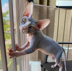 Preciosa b// alegres y afectuosos Sphynx gatitos