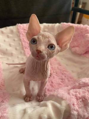 Preciosa camada ;ol alegres y afectuosos Sphynx gatitos