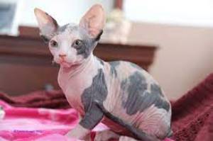 Dos preciosas gatitos SPHYNX  para regalo