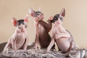 Dos preciosas gatitos sphynx /. para regalo