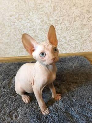 IMPRESIONANTES GATITOS SPHYNX PARA REGALO /