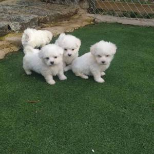 lulu cachorros bichon❤️ maltes para buenos hogares  hoy