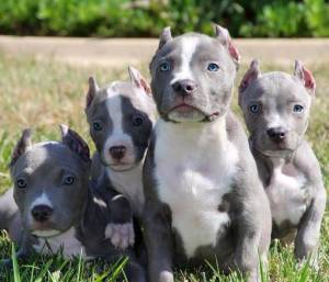qp Regalo Pitbull cachorros (streilleybiancco@gmail.com