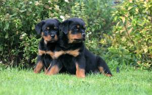 Regalo Cachorros Rottweiler  .*....;,