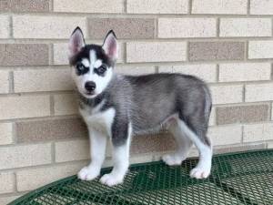 cachorros de Husky listos para salir