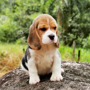 Cachorros beagle bebes machos y