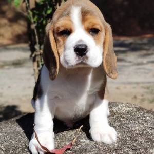 beagle bebes machos y hembras al mejor precio