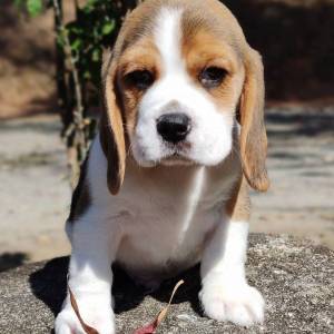 s beagle en busca de un nuevo