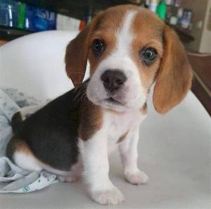 beagle súper adorables. Tan gentil y