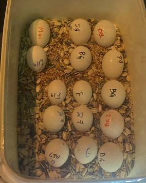 Pollitos y huevos de avestruz 
