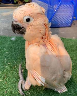 • cacatúa de pico delgado