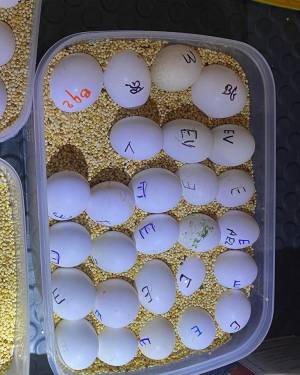 los huevos se han probado ser muy fértil, l