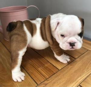 bulldog ingles,todos los cachorros están 