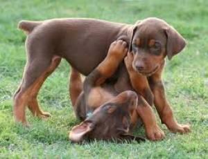 REGALO CACHORROS DOBERMAN DISPONIBLES.28