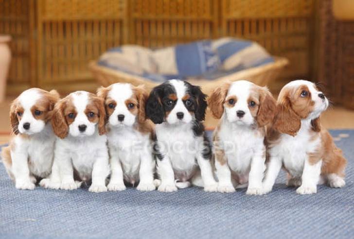 Regalo Cachorros Cavalier King charles17