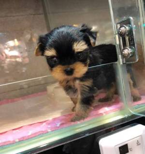súper toy  Mini disponemos de cachorros1