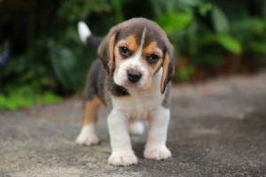Súper.... camadas de Beagle.eagle tricolor.1