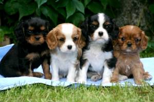 Regalo Cachorros Cavalier King charles51