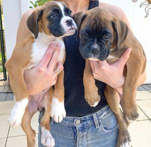 adorable cachorro boxer en adopcion