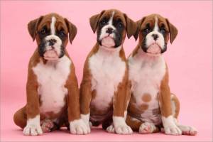 adorable cachorro boxer en adopcion deja tu numero para
