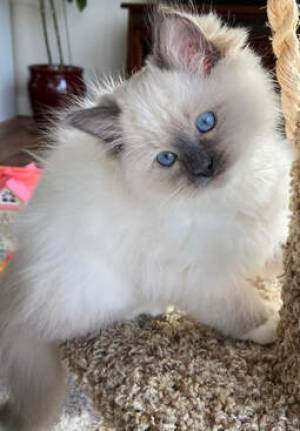RAGDOLL  // GATITOS DISPONABLES