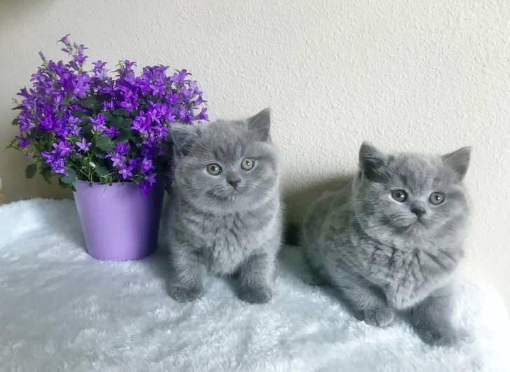 GATITOS DE re.,.  BRITÁNICO CABELLO CORTO
