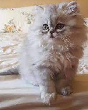 persa  ❤️ gatitos disponables para / adopcion