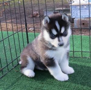 SIBERIANO HUSKY ,/  CACHORROS DISPONABLES PARA REGALO